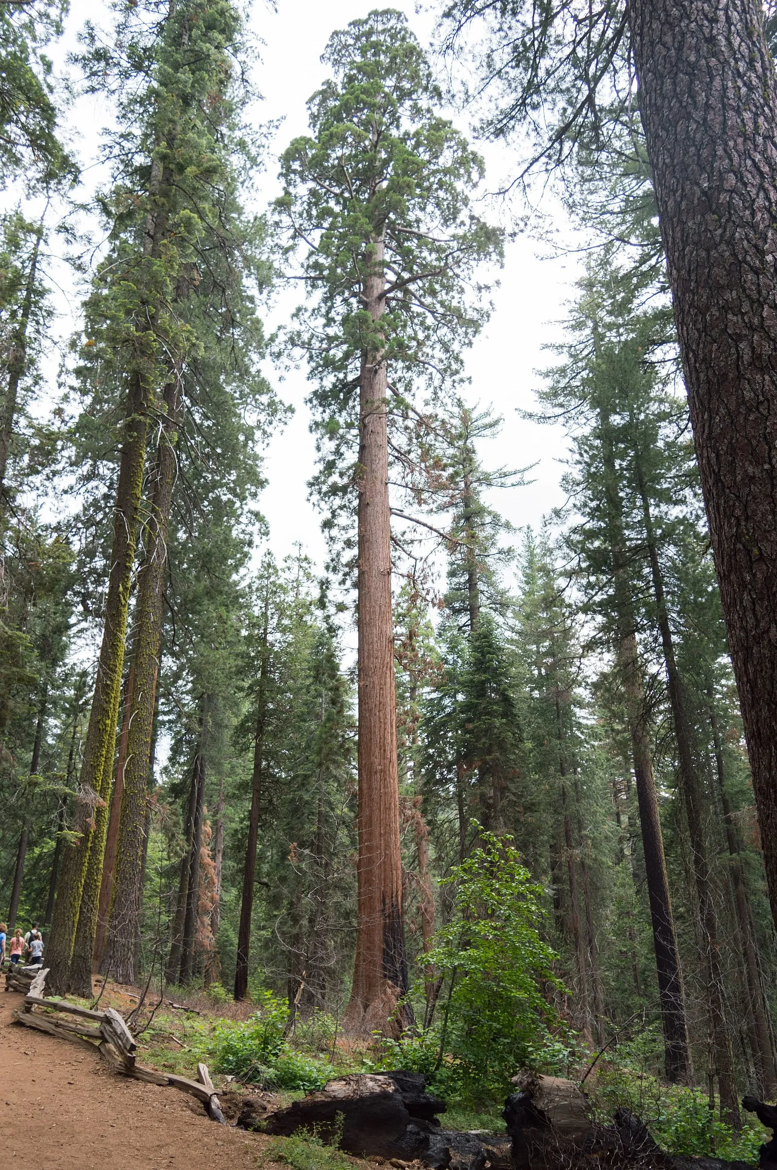 图奥勒米巨杉林(Tuolumne Grove)